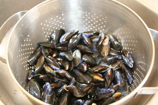 Mussels