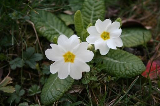 primrose