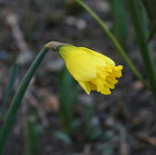 daffodil